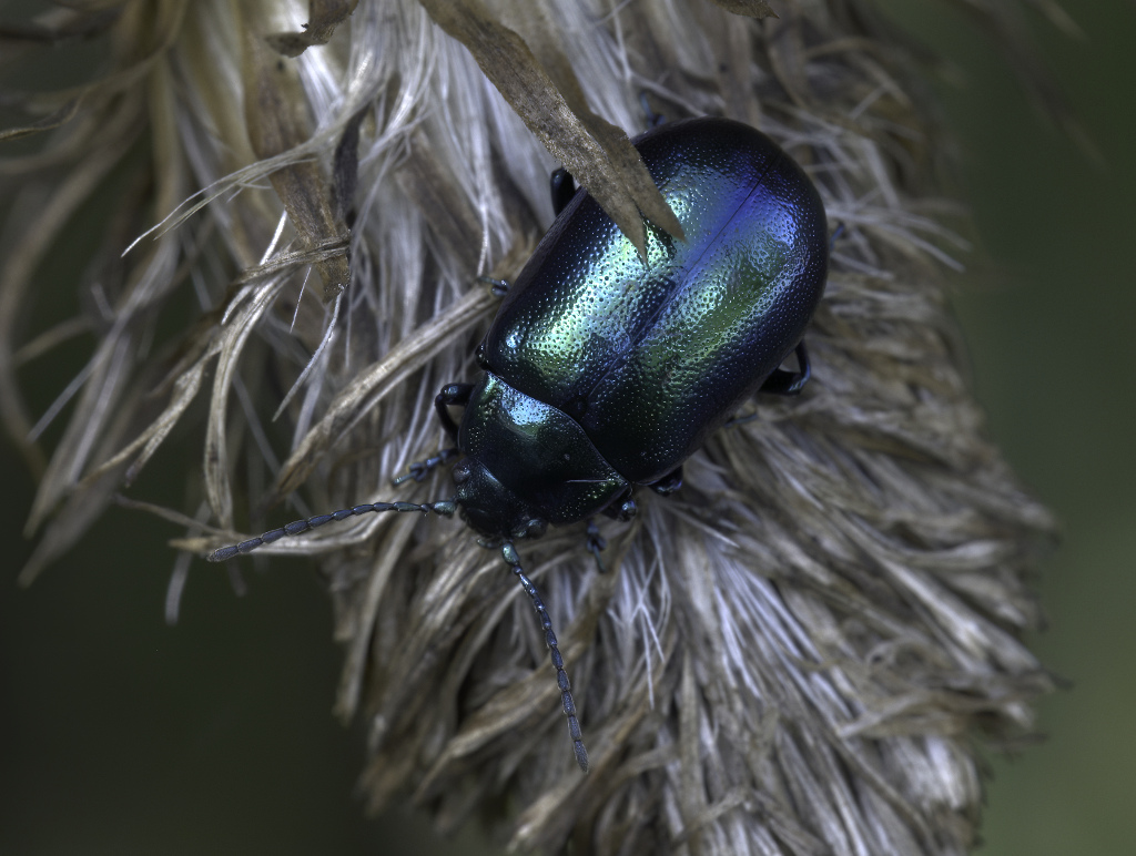 Chrysomelidae: Oreina sp.